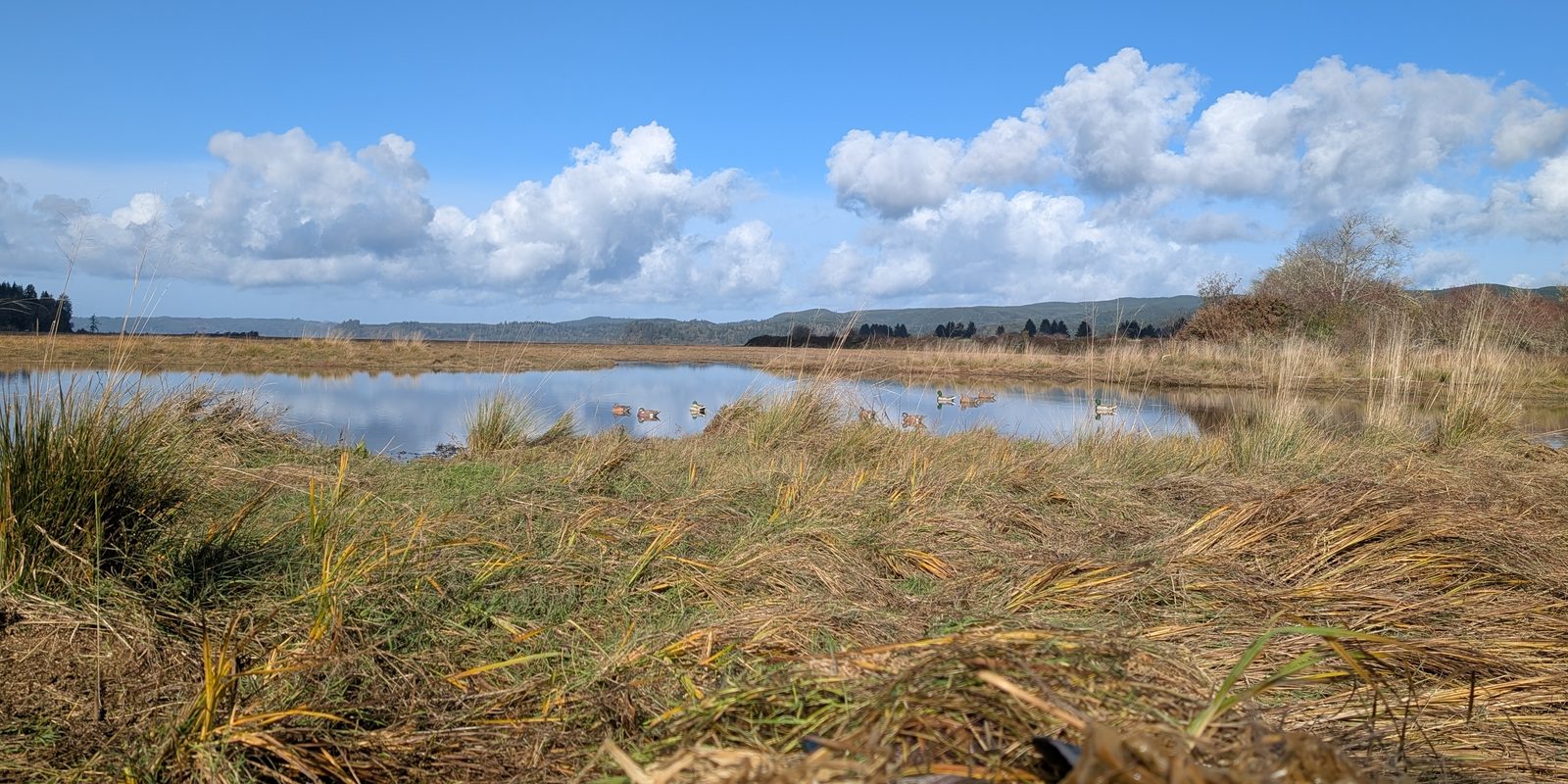 A wetland on WDFW-managed land under a blue sky, with duck decoys floating on the water.